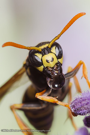 Paper Wasp