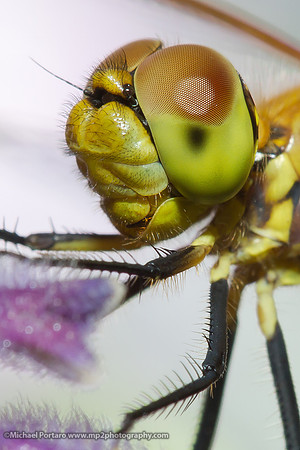 Dragonfly Eyes